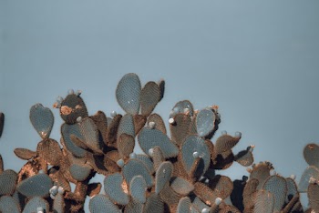Green Cactus Under Blue Sky