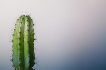 Green Cactus Wallpaper