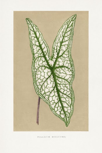Green Caladium Belleymii leaf illustration | Free Photo Illustration - rawpixel