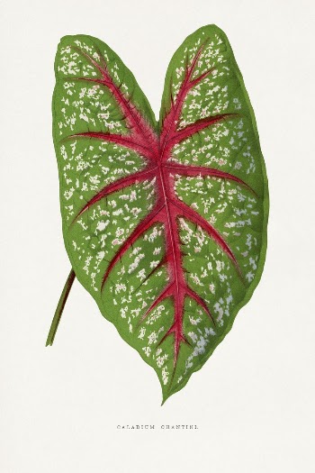 Green Caladium Chantini leaf illustration | Free Photo Illustration - rawpixel
