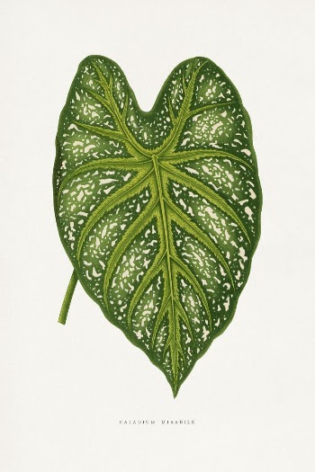 Green Caladium Mirabile leaf illustration | Free Photo Illustration - rawpixel