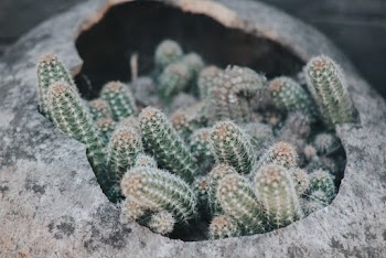 Green Candelabra Cacti