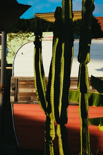 Green Candelabra Cactus