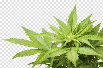 Green cannabis, Cannabis smoking Substance intoxication Medical cannabis Cannabidiol, weed transparent background PNG clipart