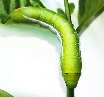 Green Caterpillar