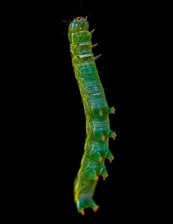Green Caterpillar