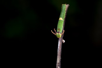 Green Caterpillar
