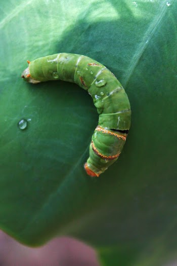Green Caterpillar