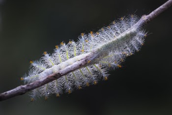Green Caterpillar on Tree Branch in Selective-focus Photography