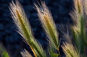 Green Cattail Plant