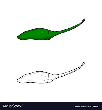 green chili pepper coloring page