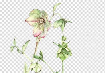 , green Christmas rose flower in bloom transparent background PNG clipart