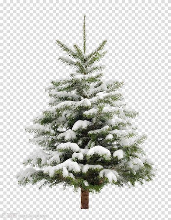 Green Christmas tree, Christmas tree Snow Fir Pine, Pine trees transparent background PNG clipart