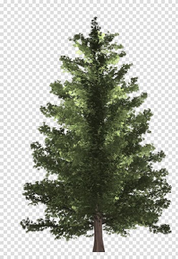 Green Christmas tree, Pine Spruce Fir Christmas tree, pine transparent background PNG clipart