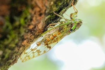 Green Cicada on Green Surface in Selective-focus Photography
