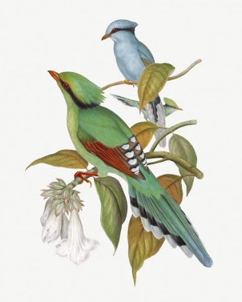 Green Cissa Venatoria bird, vintage | Free PSD Illustration - rawpixel