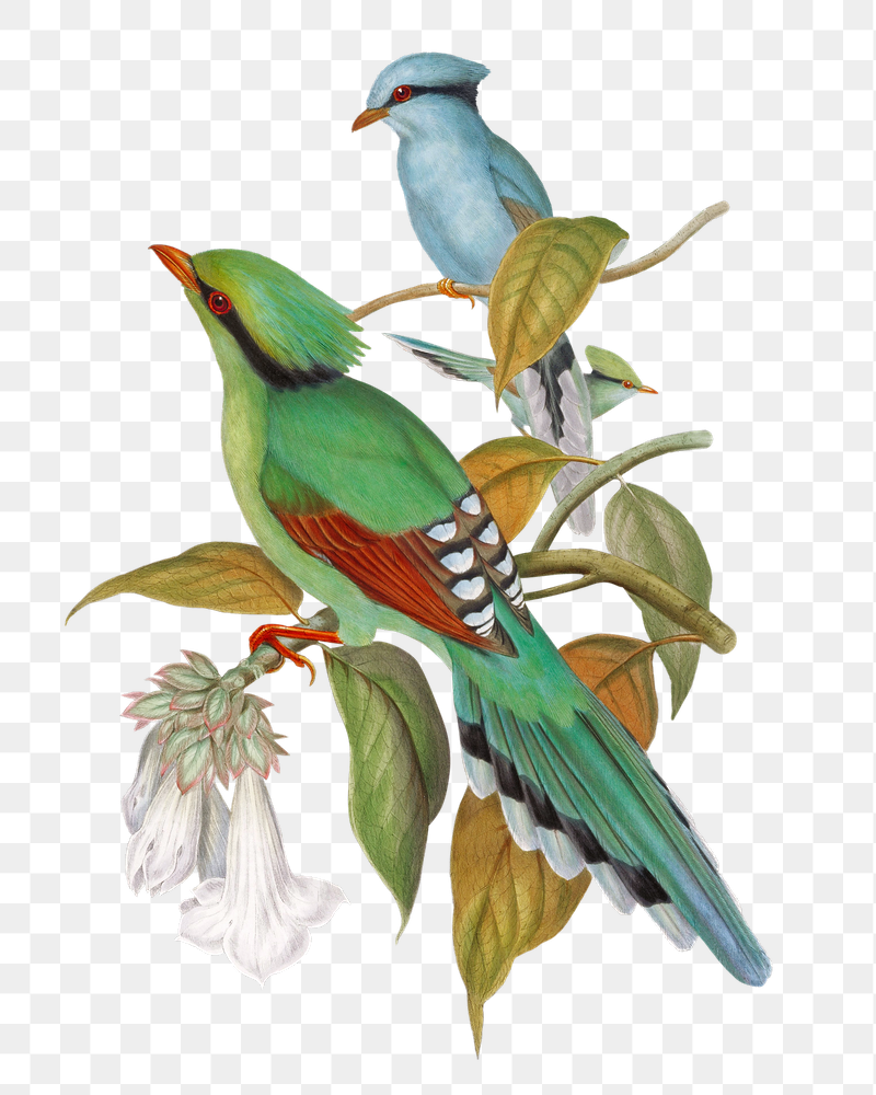 Green Cissa Venatoria png bird | Free PNG Illustration - rawpixel