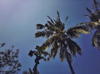 Green Coconut and Papaya Trees Under Blue Sky