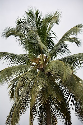 Green Coconut Palm