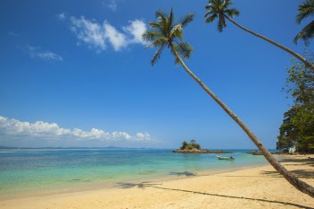 Green Coconut Palm Beside Seashore Under Blue Calm Sky during Daytime