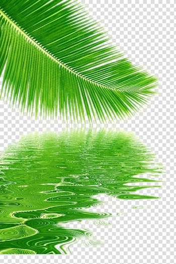 Green coconut palm tree leaf and water , Tree Coconut Leaf, Reflection coconut leaves material transparent background PNG clipart