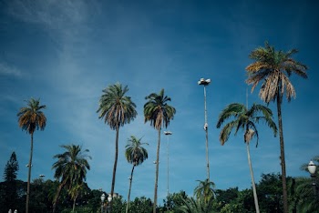 Green Coconut Palm Trees