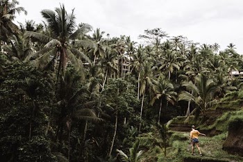 green coconut palm trees