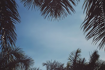 Green Coconut Palm Trees