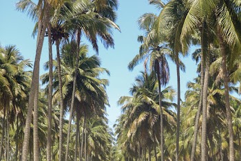 Green Coconut Palm Trees