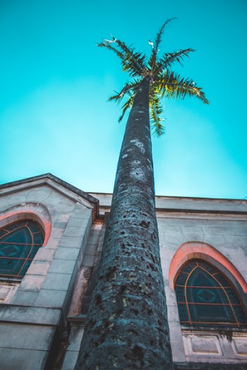 Green Coconut Tree