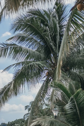 Green Coconut Tree