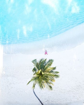 green coconut tree