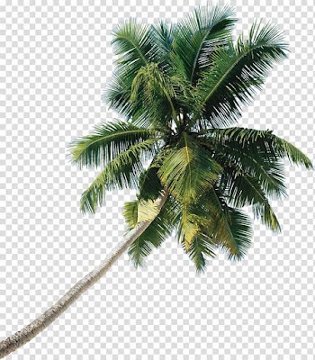 Green coconut tree, Asian palmyra palm Tree Coconut, tree transparent background PNG clipart