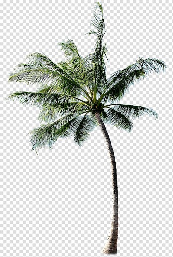 Green coconut tree, Cachaxe7a Coconut Tree, tree transparent background PNG clipart