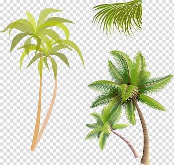 Green coconut tree collage, Coconut water Coconut jam Arecaceae, coconut tree transparent background PNG clipart
