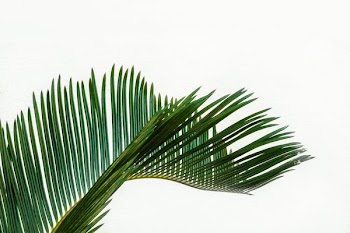 green coconut tree leaf at daytime