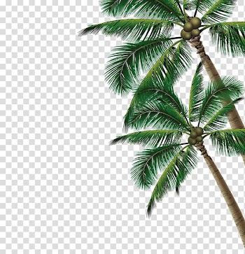 Green coconut tree , Summer Poster Beach, coconut tree transparent background PNG clipart