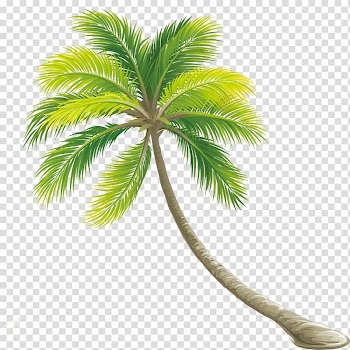 Green coconut tree , Tree Color Shrub, Palm tree transparent background PNG clipart