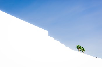 Green Coconut Trees