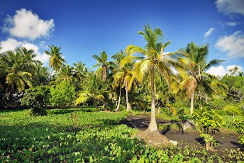 Green Coconut Trees