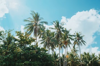 Green Coconut Trees