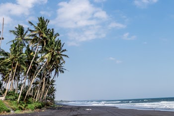 Green Coconut Trees Beside Body of Water