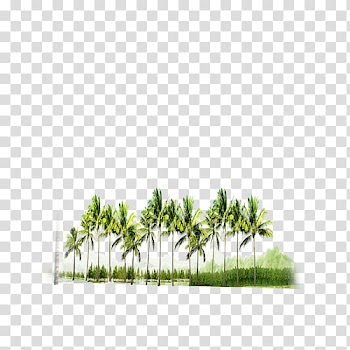 Green coconut trees, Forest Tree , forest transparent background PNG clipart