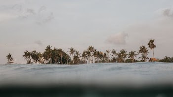 green coconut trees near body of water