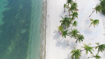 green coconut trees near green sea at daytime