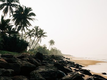 green coconut trees near seashore at daytime
