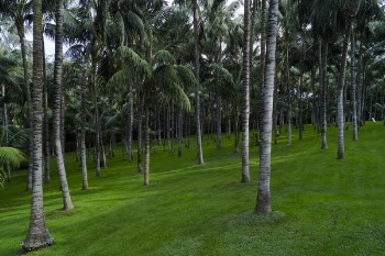 Green Coconut Trees on Empty Field
