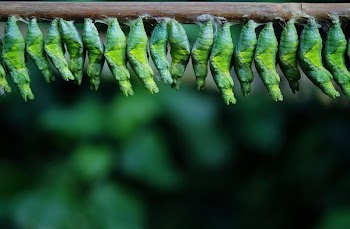 Green Cocoons on Tree Branch