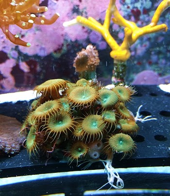 Green Coral In Aquarium