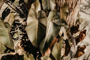 Green Cordate Leaves